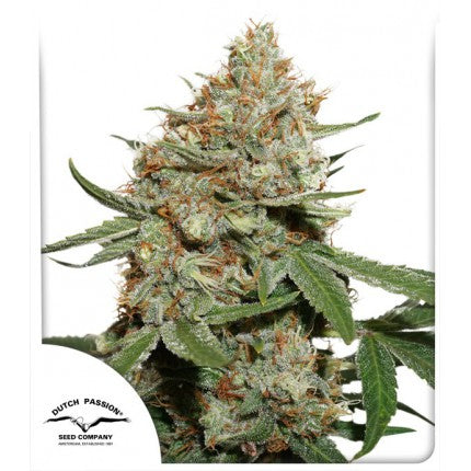 SKUNK #11 (DUTCH PASSION) FEMINIZED / SKUNK FAMILY X3