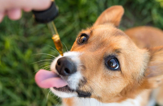 Como el CBD puede ayudar a tu perro, gato o mascota