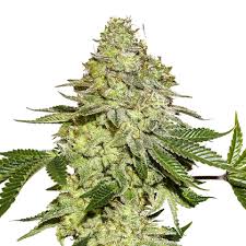 SHERBET (SEED STOCKERS) FEMINIZED X3