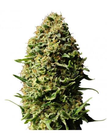 SEMILLAS (GEA SEEDS) AUTO FEMINIZADA X1