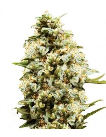 SEMILLAS (GEA SEEDS) AUTO FEMINIZADA X1