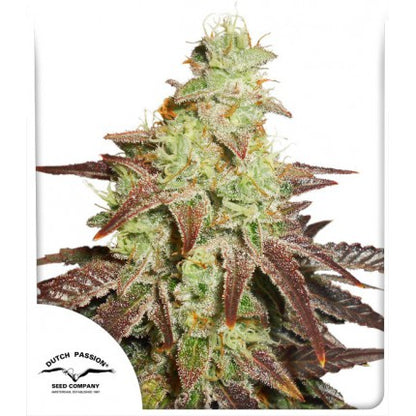 NIGHT QUEEN (DUTCH PASSION) FEMINIZED / AFGHANI KUSH X3