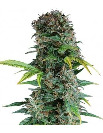 SEMILLAS (GEA SEEDS) AUTO FEMINIZADA X1