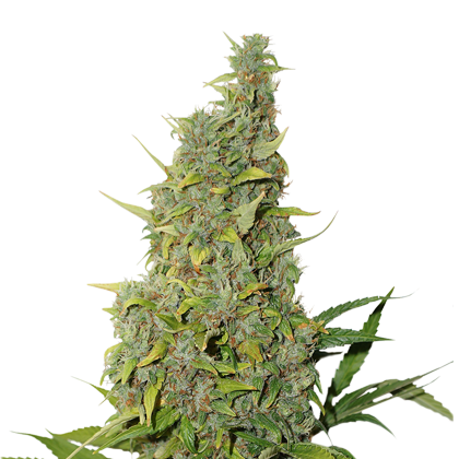 Seed Stokers BCN Power Plant Feminizada