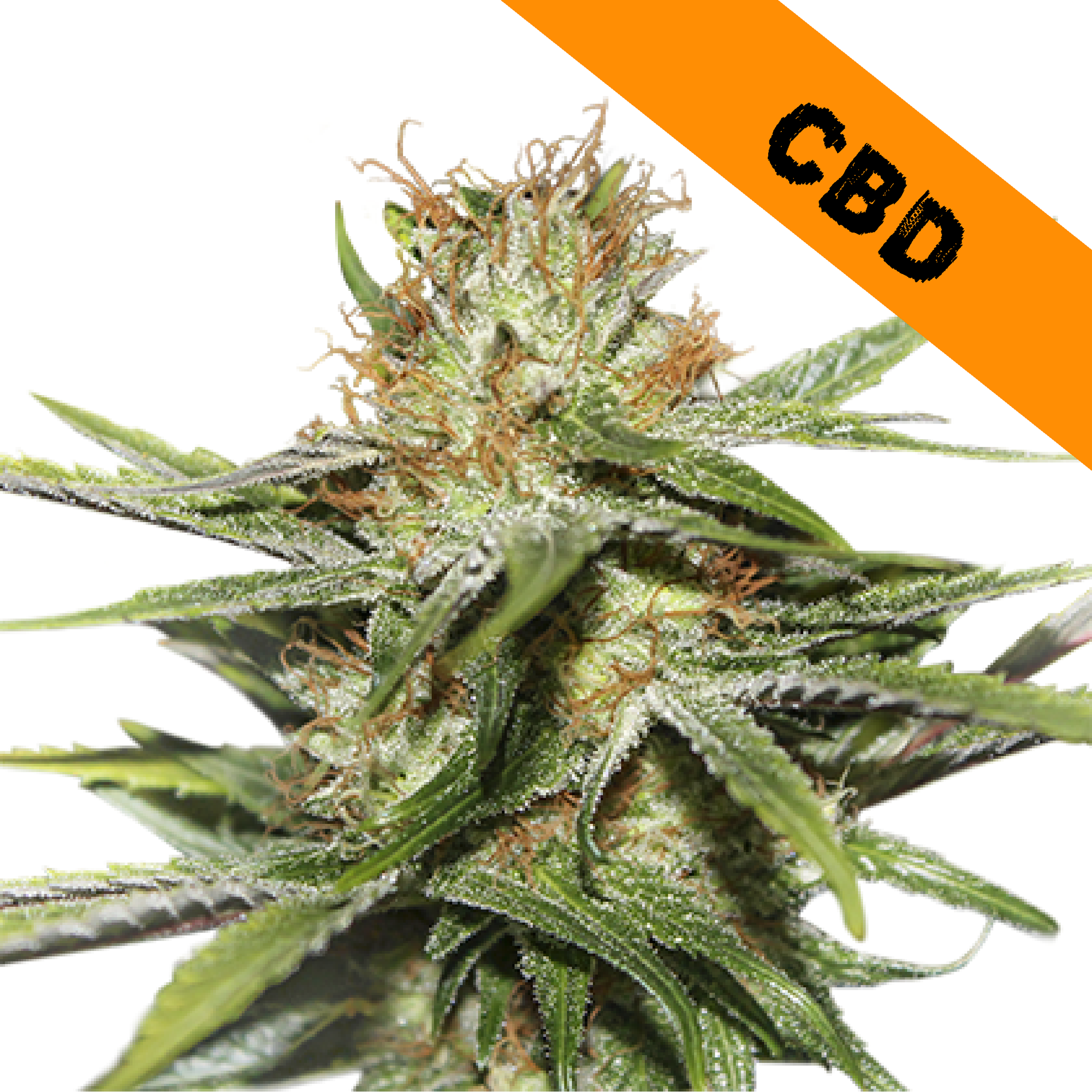 Seed Stokers CBD Critical XXL Feminized