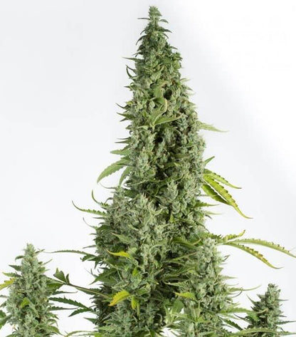 SEMILLAS (GEA SEEDS) AUTO FEMINIZADA X1