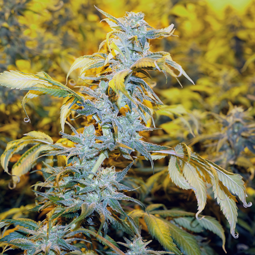 CHEMDOG # 4 (BLIMBURN) FEMINIZADAS X3