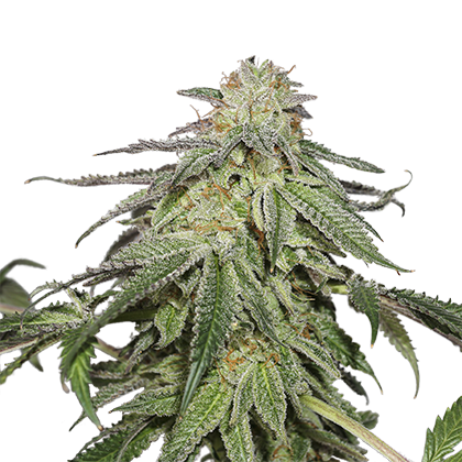 COOKIES AND CREAM (SEED STOCKERS) FEMINIZED X3