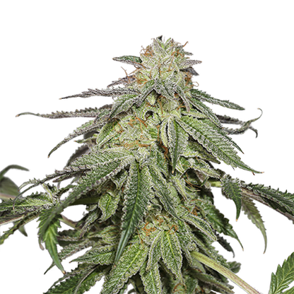 COOKIES AND CREAM (SEED STOCKERS) FEMINIZED X3