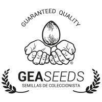 SEMILLAS (GEA SEEDS) FEMINIZADA X1