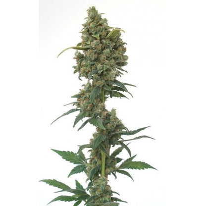 EUFORIA (DUTCH PASSION) FEMINIZED / SKUNK FAMILY X3