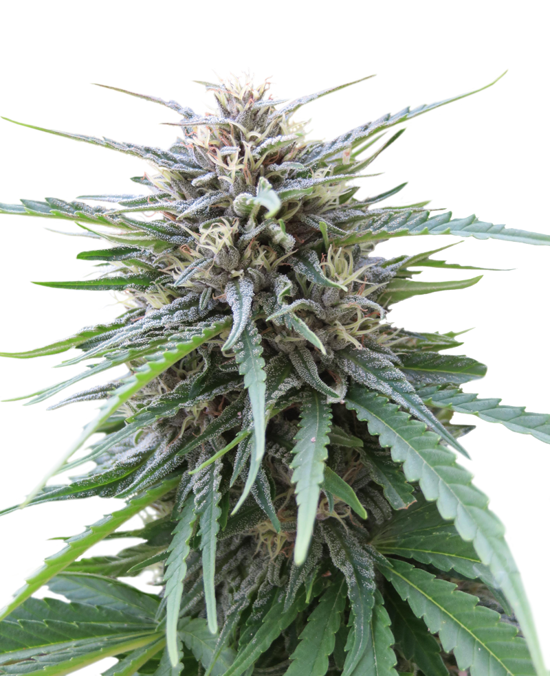 FRIZZY KUSH (SEED STOCKERS) FEMINIZED X3