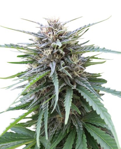 FRIZZY KUSH (SEED STOCKERS) FEMINIZED X3