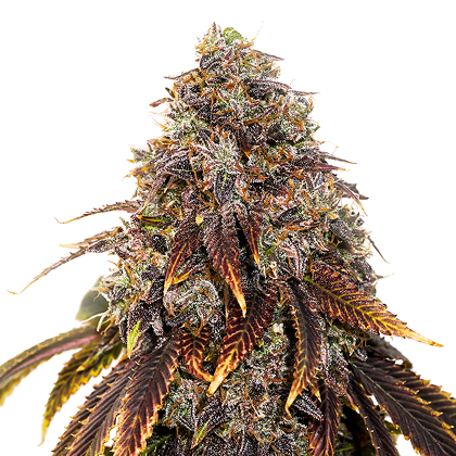 GELATO 41 (SEED STOCKERS) FEMINIZED X3