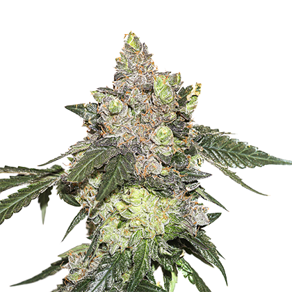 GIRL SCOUT COOKIES (SEED STOCKERS) FEMINIZED X3