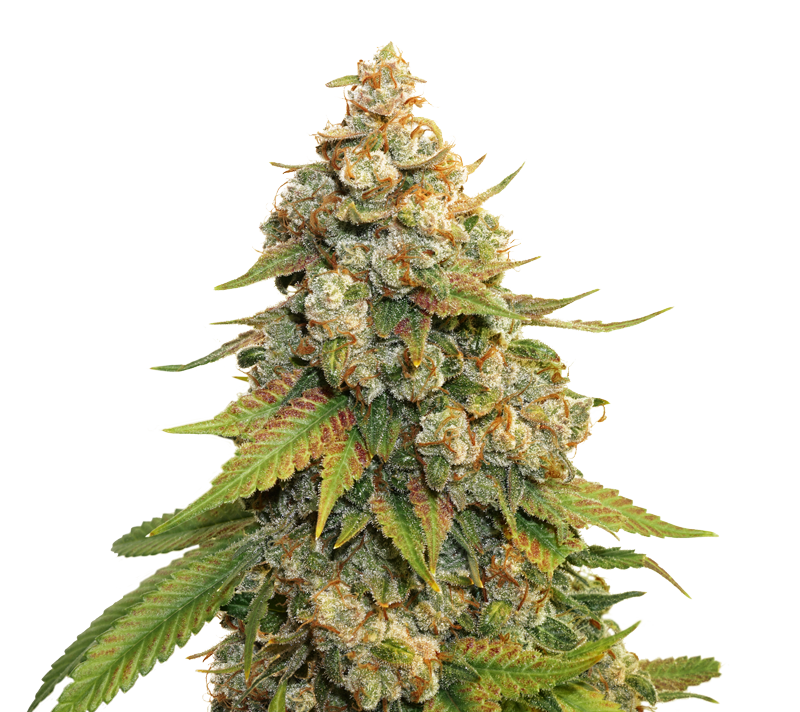 GOLDEN LEMON HAZE (SEED STOKERS) FEMINIZED X3
