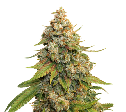 GOLDEN LEMON HAZE (SEED STOKERS) FEMINIZED X3