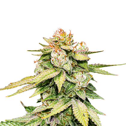 Seed Stokers Gorilla Glue Autoflower