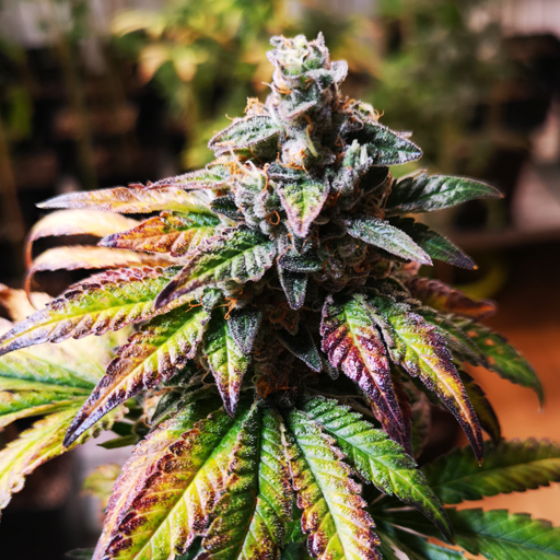 GORILLA GLUE # 4 (BLIMBURN) FEMINIZADAS X3