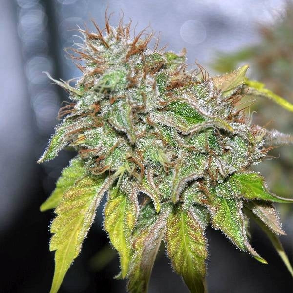 GRANDADDY CONFIDENTIAL (SEED STOCKERS) FEMINIZED X3