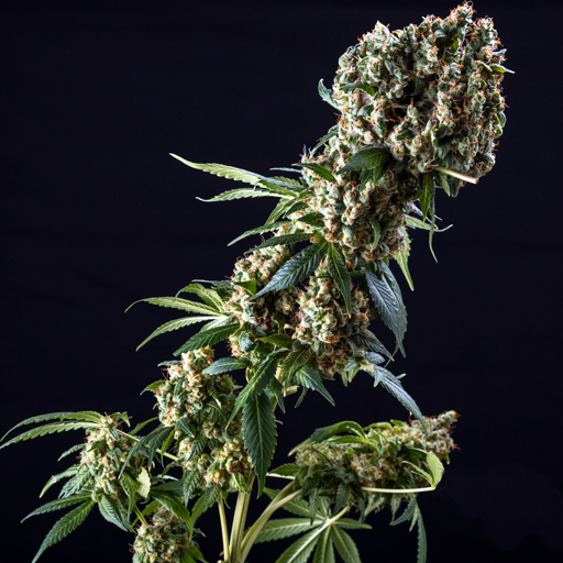 GRANDADDY PURPLE (BLIMBURN) FEMINIZADAS X3