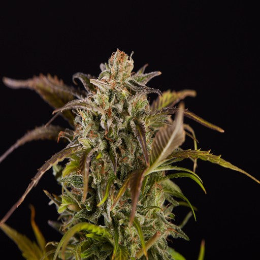 GRIZZLY PURPLE KUSH (BLIMBURN) FEMIZADA X3