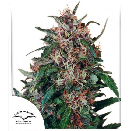 HOLLANDS HOPE (DUTCH PASSION) FEMINIZED / DUTH OUTDOOR X3