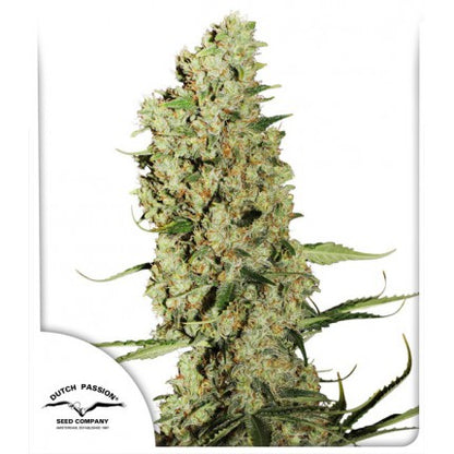 JORGE'S DIAMONDS  #1 (DUTCH PASSION) FEMINIZED / AFGHANI KUSH X3