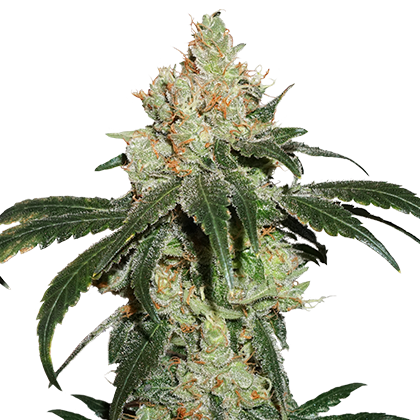 NICOLE CREAM (SEED STOCKERS) FEMINIZED X3