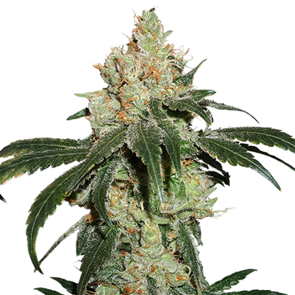 NICOLE CREAM (SEED STOCKERS) FEMINIZED X3