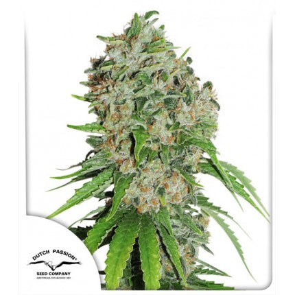 OUTLAW AMNESIA (DUTCH PASSION) FEMINIZED / CLASSICS X3