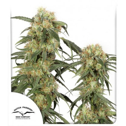 PAMIR GOLD (DUTCH PASSION) FEMINIZED / HIGH ALTITUD X3