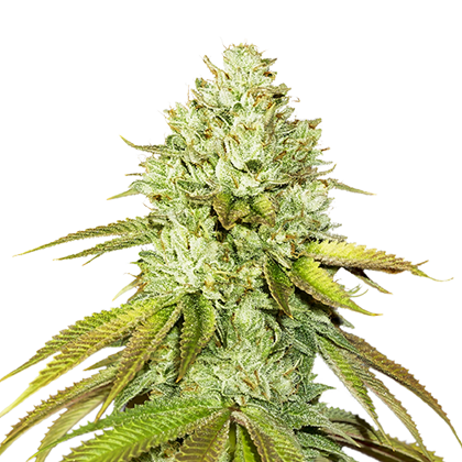 PINEAPPLE (SEED STOCKERS) FEMINIZED X3
