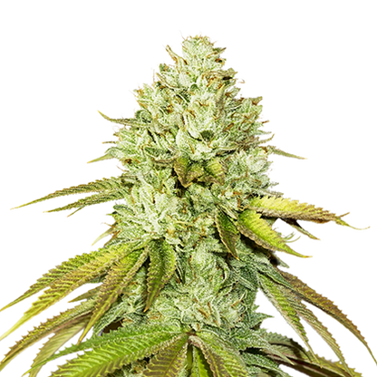 PINEAPPLE (SEED STOCKERS) FEMINIZED X3