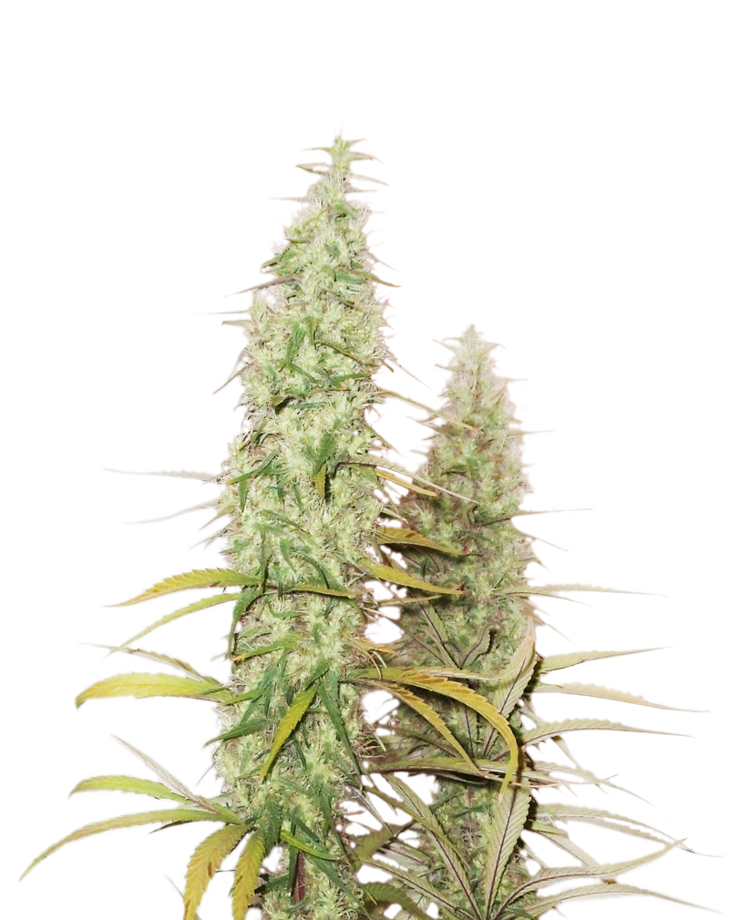 SANTA MARTA HAZE AUTO (SEED STOCKERS) FEMINIZED X3