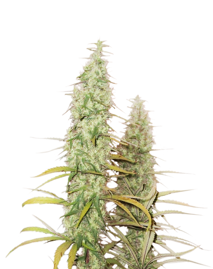 SANTA MARTA HAZE AUTO (SEED STOCKERS) FEMINIZED X3