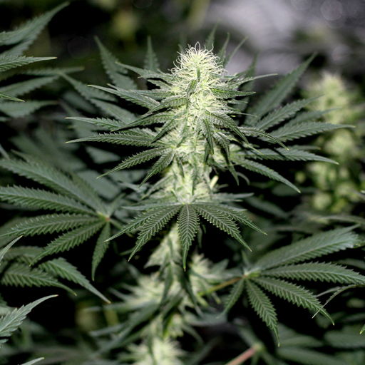 SOUR DIESEL (BLIMBURN) FEMINIZADAS X3