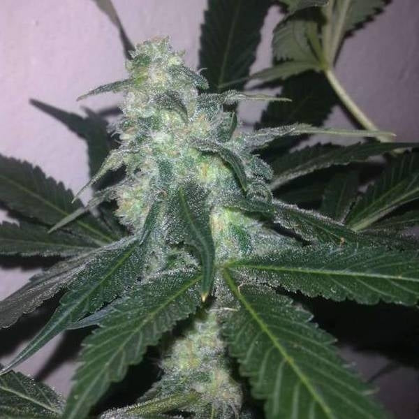 SWISS CHEESE (NIRVANA) AUTO FEMINIZADA x1