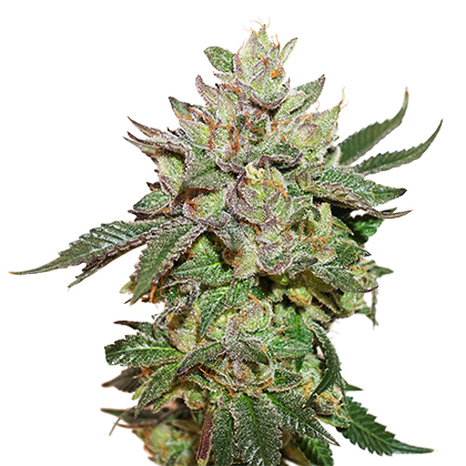 Seed Stoker Wedding Cake Feminized x3