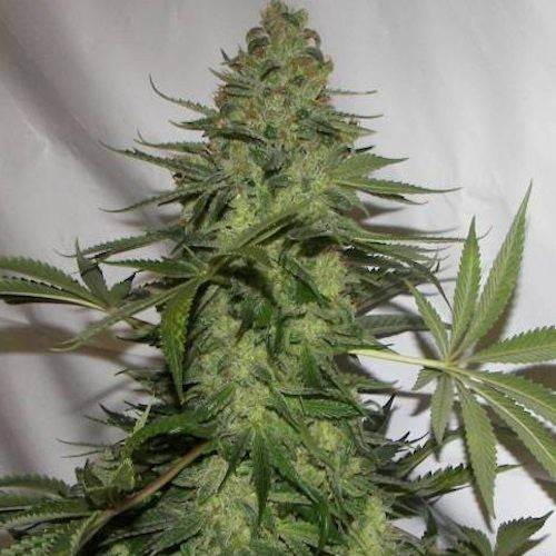 WHITE WIDOW (NIRVANA) FEMINIZADA X1